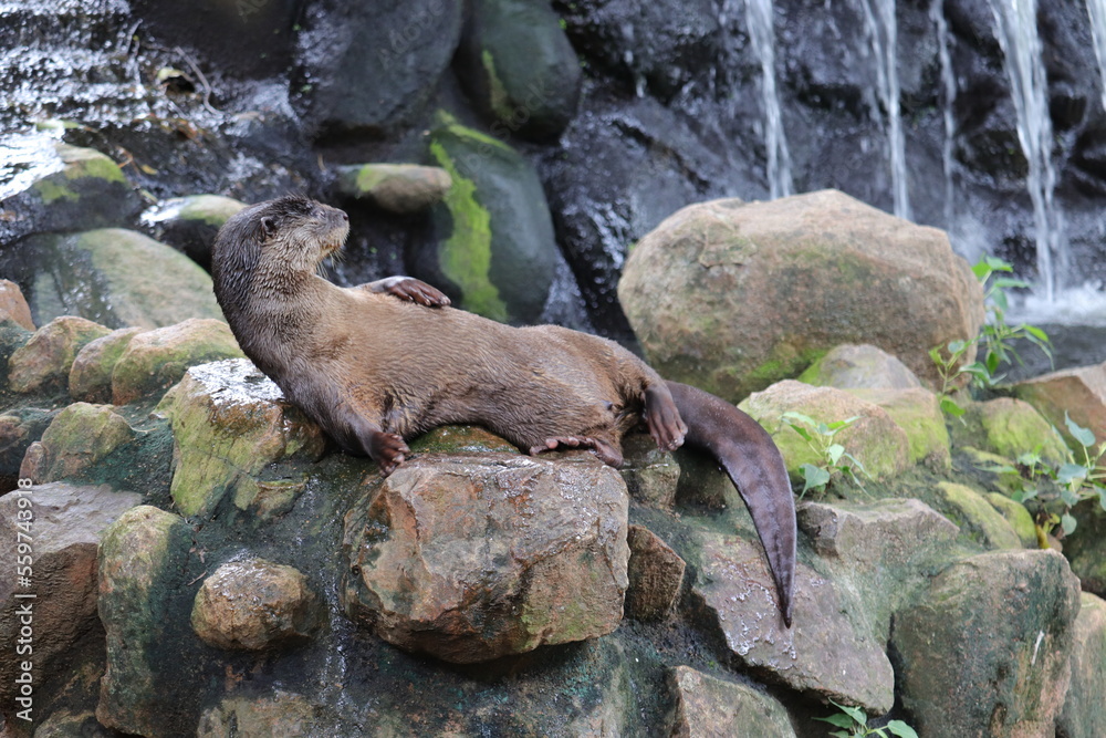 North american river otter staying in Indian zoo. North american river otter staying in Indian zoo.