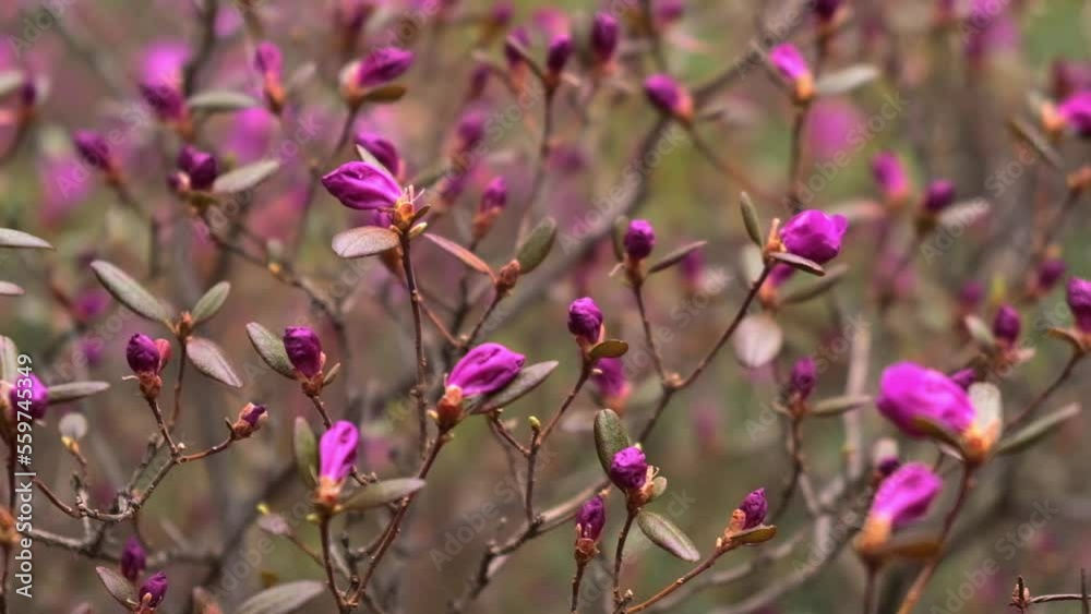 closeup of wild rhododendron buds and flowers swaying in the wind. beauty in nature. camera movement. closeup of wild rhododendron buds and flowers swaying in the wind. beauty in nature. camera movement.