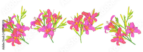 Vector flowers. Lily. On a white background isolated