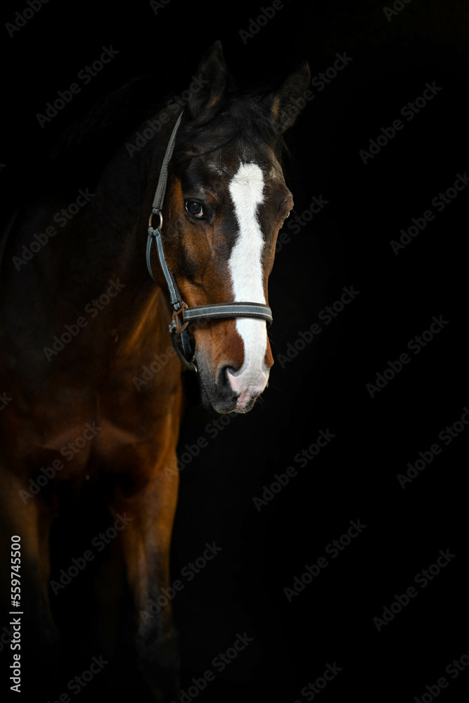 black background equine portrait of bay horse black background equine portrait of bay horse