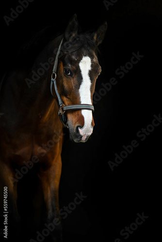 black background equine portrait of bay horse