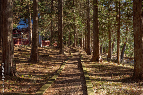The path through the forest to the temple