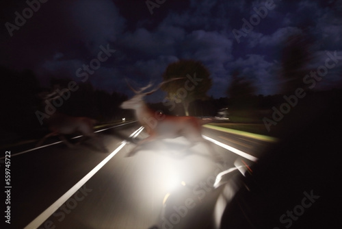 Running deer across the road in front of the car at night