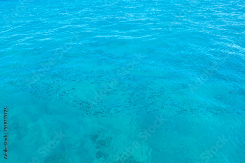 Flock of fish in clear blue water. Sea background.