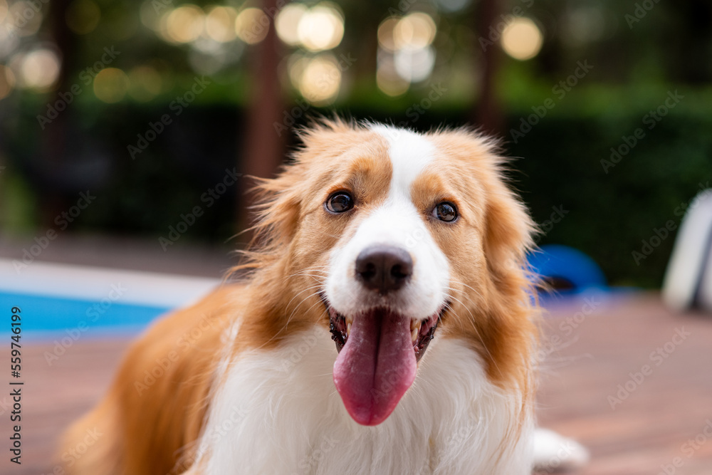 happy border collie dog happy border collie dog
