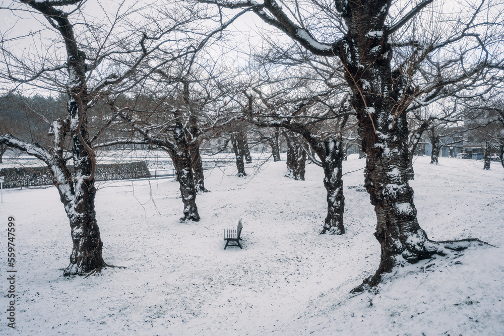 A lonely bench in a snow-covered park with leafless trees A lonely bench in a snow-covered park with leafless trees