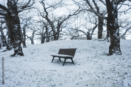 A lonely bench in a snow-covered park with leafless trees