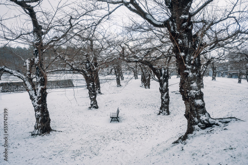A lonely bench in a snow-covered park with leafless trees