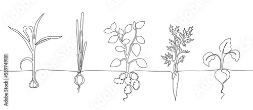 One continuous line vegetable row. Hand drawn growing root crops, organic garlic, onion, potato and carrot veggies vector Illustration