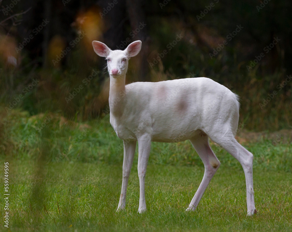 A rare herd of Albino Whitetail deer roam the woods in Boulder Junction, Wis. Local residents call them A rare herd of Albino Whitetail deer roam the woods in Boulder Junction, Wis. Local residents call them