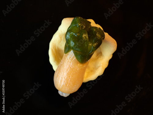 Gourmet Dim Sum in Taiwan.