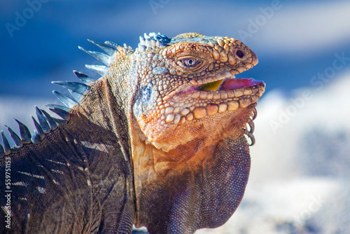 iguana in caribbean atlantic ocean in guadalupe guadeloupe © Olivier