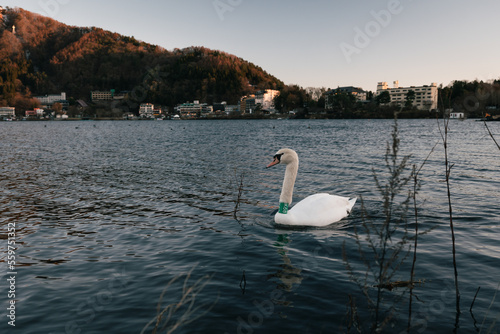 A swan with a code symbol attached to its neck is swimming freely in the lake