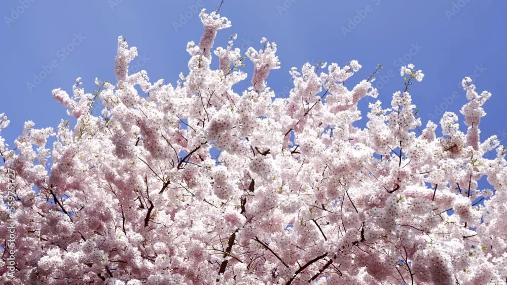 flowers of japanese cherry tree bloom on blue sky, slow motion, bloom flowers of japanese cherry tree bloom on blue sky, slow motion, bloom