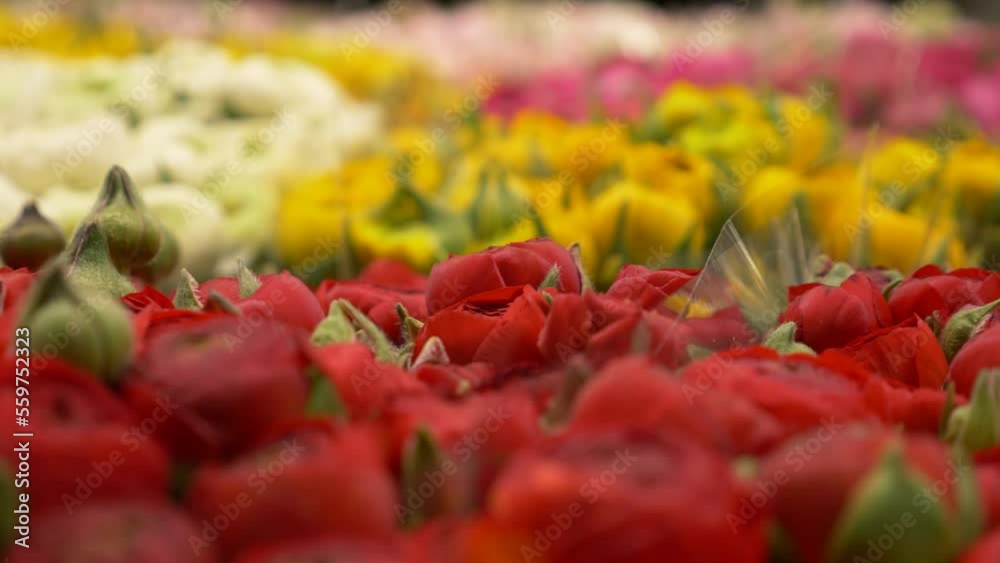 Gros plan de bouquet de fleurs rouge jaune blanche et rose, à vendre sur un marché Gros plan de bouquet de fleurs rouge jaune blanche et rose, à vendre sur un marché