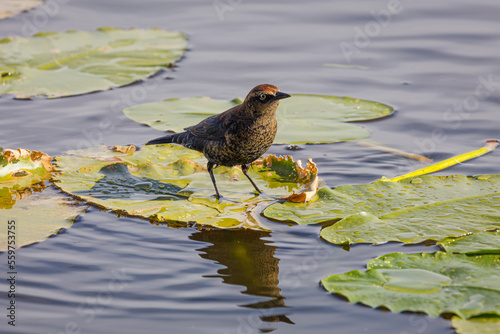 Rusty blackbird (Euphagus carolinus) in winter plumage standing on a floating leaf of a waterlily 