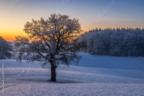 Bold oak quercus robur on snowy field at dawn with colorful sky in winter, Schleswig-Holstein, Germany  © sg-naturephoto.com 