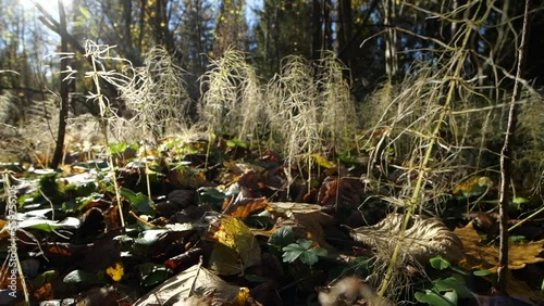 Equisetum arvense, the field horsetail or common horsetai - Autumn sunny wild forest in slow motion photo