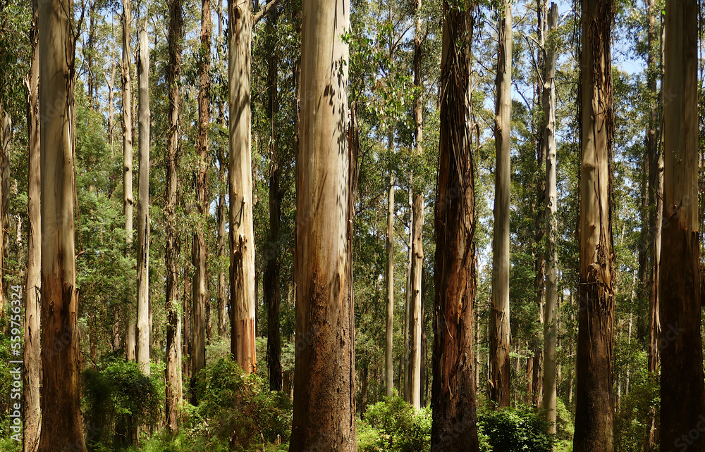 Huge Mountain Ash dominate the bush generic landscape of the Dandenong Ranges at Sherbrooke Forest, this species grows to over 100 metres in height. Huge Mountain Ash dominate the bush generic landscape of the Dandenong Ranges at Sherbrooke Forest, this species grows to over 100 metres in height.