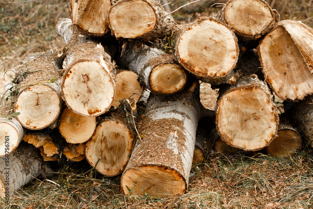 mountain of cut logs. The logs are stacked on the grass. The problem is deforestation. Clearing the area from trees. beautiful tree cuts. mountain of cut logs. The logs are stacked on the grass. The problem is deforestation. Clearing the area from trees. beautiful tree cuts.