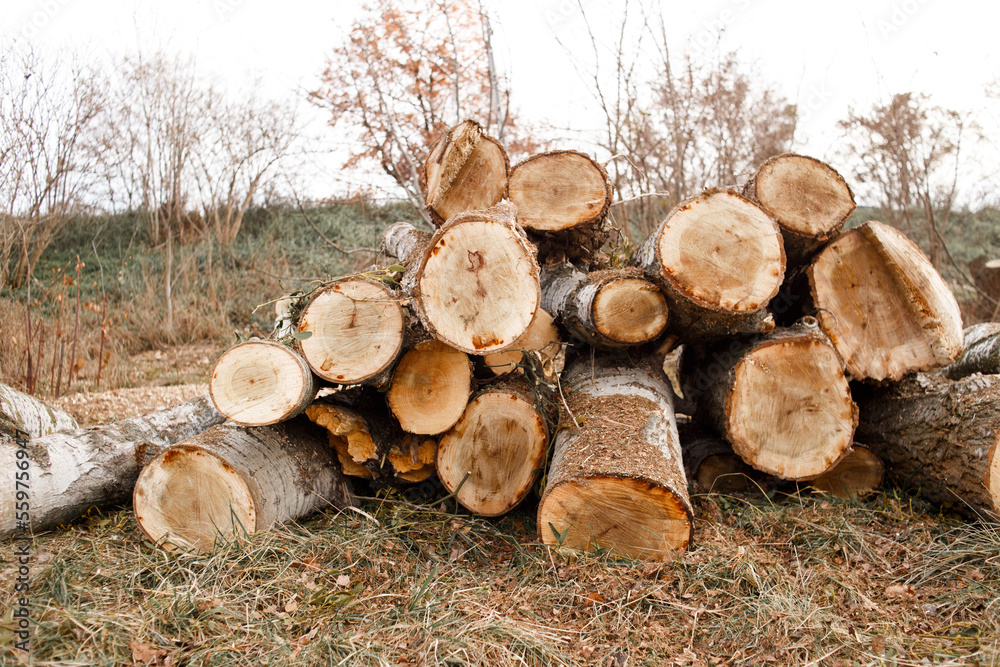 felling trees at the construction site. Ecological problem. a pile of logs lie on the grass. felling trees at the construction site. Ecological problem. a pile of logs lie on the grass.