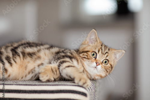 Britisch Kurzhaar Katze auf Bank im Wohnzimmer, getigertes Kätzchen, Hauskatze