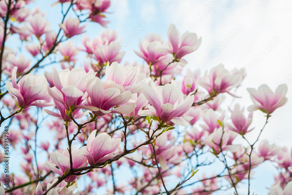 Botanical garden .Branch magnolia pink blooming tree flowers in soft light Purple tender blossom Magnoliaceae soulangeana in sunny spring day in garden Spring time Natural floral background.