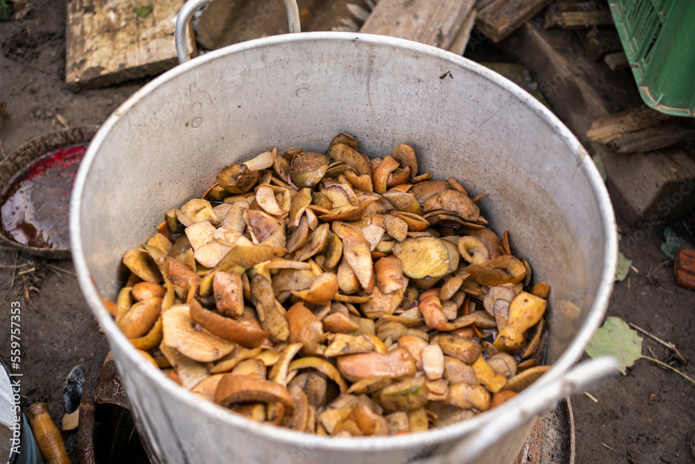 the old grandmother prepares potatoes for the cattle. antithetical man. cooking the old grandmother prepares potatoes for the cattle. antithetical man. cooking