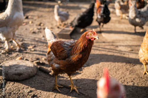 chicken farm chickens eat wheat in the yard.