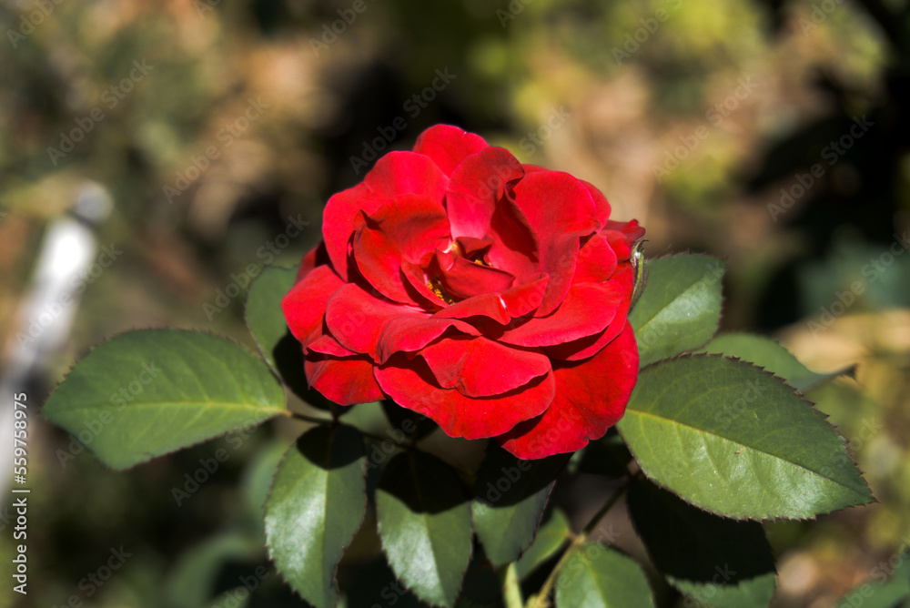 Red rose blooming in summer garden Red rose blooming in summer garden