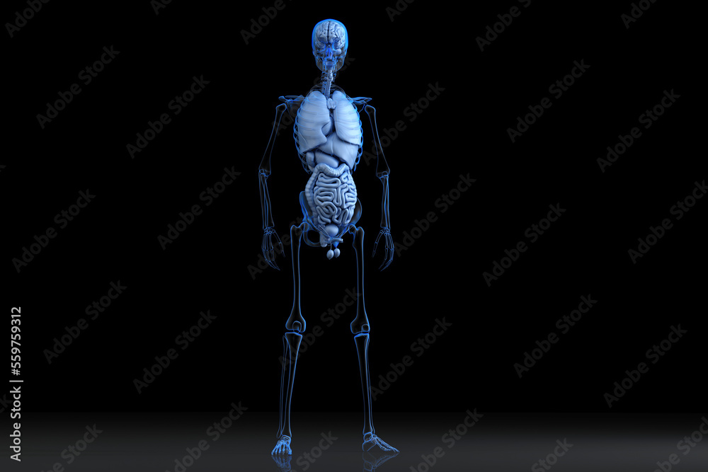 Illustration of human Male anatomy. 3D Rendering Illustration of human Male anatomy. 3D Rendering