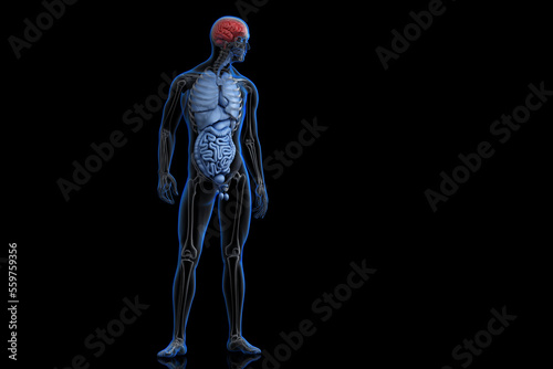 Illustration of human anatomy with highlighted brain. 3D illustration © kirill_makarov