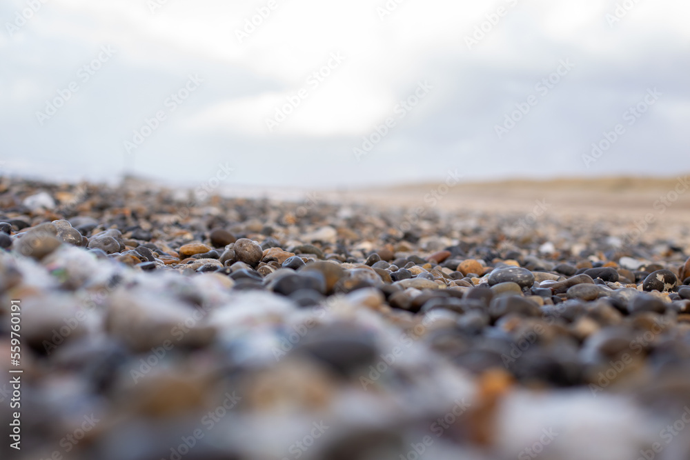 Pflanzen Steine, Sand, Kies Dänemark Nordsee Pflanzen Steine, Sand, Kies Dänemark Nordsee