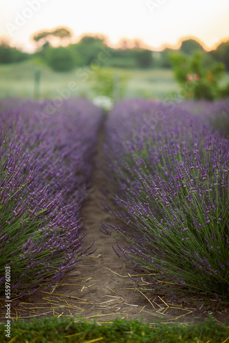 huge lavender field of beautiful flowers in Ukraine