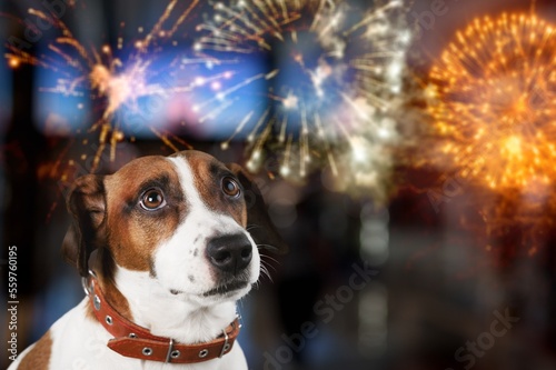 Cute domestic dog looking on the fireworks