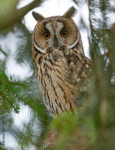 Waldohreule (Asia otus)