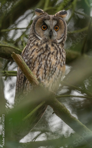 Waldohreule (Asia otus)