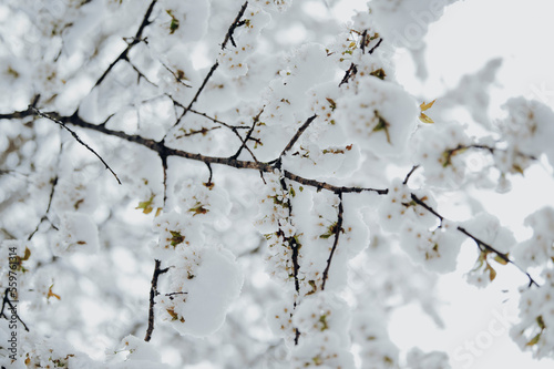 Der Kälteeinbruch im April 2022 brachte Schnee im Frühling, während bereits viele Bäume am blühen waren. 