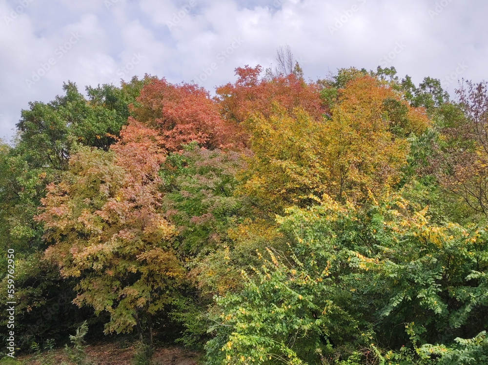 forest on Fruska Gora mountain in vivid autumn colors forest on Fruska Gora mountain in vivid autumn colors