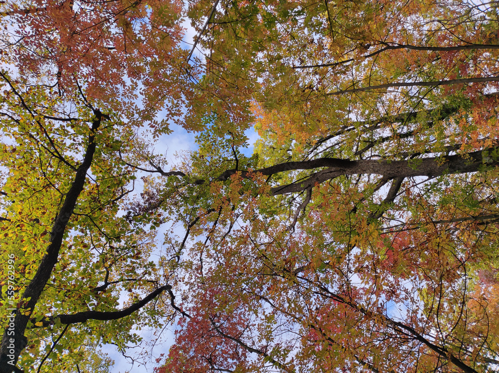 Obraz premium forest on Fruska Gora mountain in vivid autumn colors