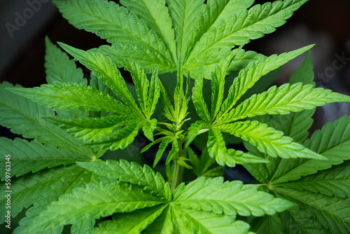 Marijuana plant  green marijuana leaf  marijuana on dark background  beautiful background  indoor cultivation. Is a herb