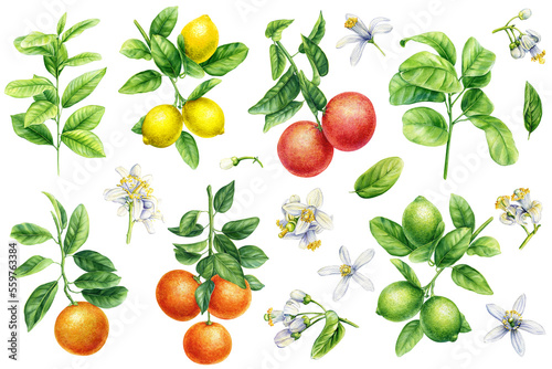 Citrus fruits with leaves and flowers. Orange, lemons, lime and tangerine. Watercolor botanical painting © Hanna