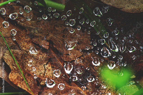 Dew drops on a spider web in the early morning against the background of dried leaves. Yellowed dried leaves in the forest. Ross on the fallen leaves. Fading autumn. Fallen forest leaves close-up.