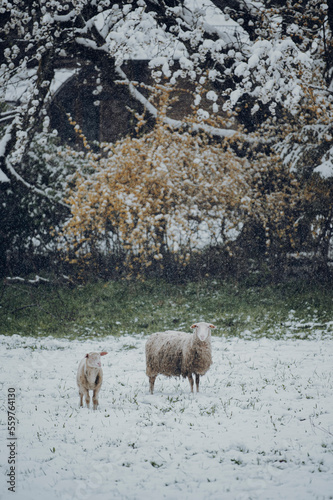 Mutterschaf mit Lamm auf der Weide im April bei einem Schneeeinbruch. 