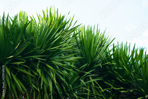 The pandanus tree with dense green leaves against the natural background shines beautifully.