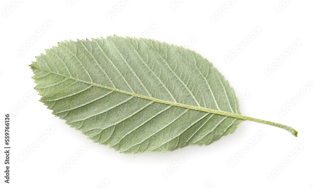Fototapeta premium Elsbeere, Sorbus torminalis