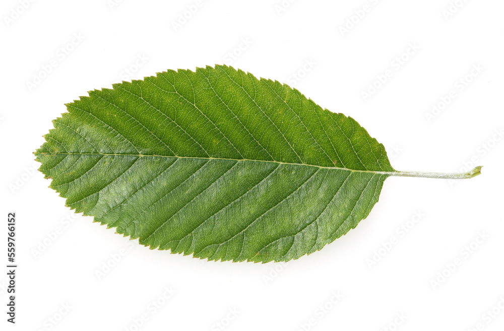 Obraz premium Elsbeere, Sorbus torminalis