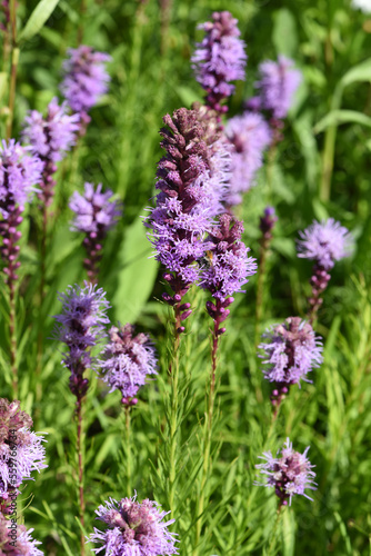 Prachtscharte, Liatris spicata © Ruckszio