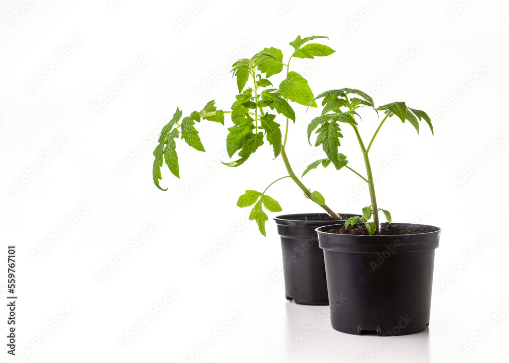 Fototapeta premium Young seedlings of tomato isolated on a white background. Ecological home growing of tomato seedlings in winter and early spring.