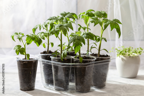 Young seedlings of tomatoes on the windowsill. Ecological home cultivation of tomato seedlings in winter and early spring. Reuse of disposable plastic tableware © 02irina